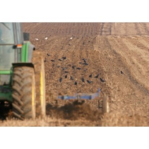 Forme de corbeau floquée