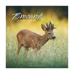 Livre Brocards à en perdre la tête