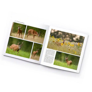 Livre Brocards à en perdre la tête